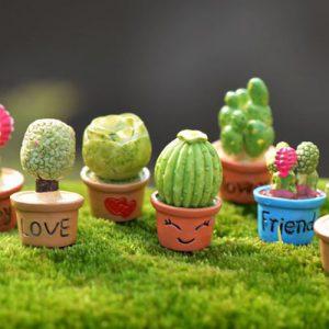 Chậu xương rồng