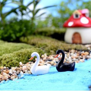 Cặp vịt trắng đen