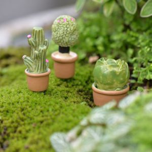 Chậu xương rồng mẫu 5
